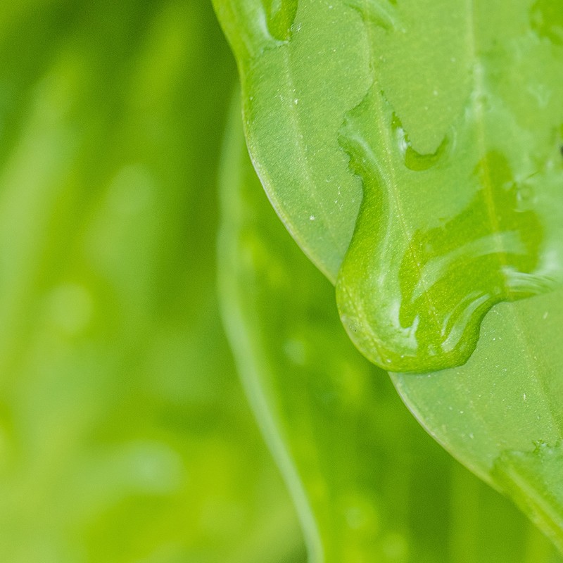 leaf